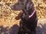 Flat coated retriever Tanima Flatcoats Bumble Bee | Beah