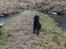 Flat coated retriever Tanima Flatcoats Bumble Bee | Beah