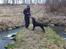 Flat coated retriever Tanima Flatcoats Bumble Bee | Beah