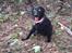 Flat coated retriever Tanima Flatcoats Bumble Bee | Beah - Beah på hendes første "jagt" :)