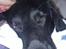 Flat coated retriever Tanima Flatcoats Bumble Bee | Beah