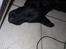 Flat coated retriever Tanima Flatcoats Bumble Bee | Beah - Flader lige ud