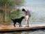 Flat coated retriever Tanima Flatcoats Bumble Bee | Beah