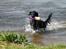 Flat coated retriever Tanima Flatcoats Bumble Bee | Beah