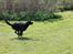 Flat coated retriever Tanima Flatcoats Bumble Bee | Beah