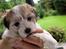 Coton de tulear Daisy