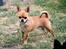 Chihuahua Chihuanas Flush of Hearts - Momo
