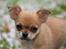 Chihuahua Chihuanas Flush of Hearts - Momo