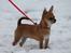 Chihuahua Chihuanas Flush of Hearts - Momo