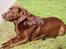 Labrador retriever Cassatas Modesty Marigold (Luna)