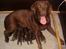 Labrador retriever Cassatas Modesty Marigold (Luna)