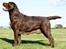 Labrador retriever Cassatas Modesty Marigold (Luna)