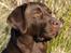 Labrador retriever Cassatas Modesty Marigold (Luna)