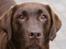 Labrador retriever Cassatas Modesty Marigold (Luna)