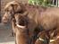 Labrador retriever Cassatas Modesty Marigold (Luna)