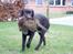 Labrador retriever Lab Luna´s Avra for Laura - Billedet er fra da Laura var 1-2 år :-)