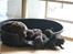 Labrador retriever Lab Luna´s Avra for Laura - Laura med et af hendes kuld
