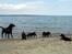 Labrador retriever Lab Luna´s Avra for Laura - Laura med et af hendes kuld