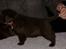 Labrador retriever LabLunas Buldrende Bufas (Ludvig)