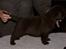Labrador retriever LabLunas Buldrende Bufas (Ludvig)