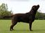 Labrador retriever LabLunas Buldrende Bufas (Ludvig)