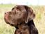 Labrador retriever LabLunas Buldrende Bufas (Ludvig)