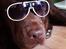 Labrador retriever LabLunas Buldrende Bufas (Ludvig) - Ludvig elsker at se smart ud B-)