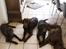 Labrador retriever LabLunas Buldrende Bufas (Ludvig) - Liva, Ludvig, Laura og mor Luna