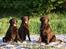 Labrador retriever LabLunas Buldrende Bufas (Ludvig) - Laura, Luna og Ludvig