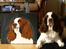 Engelsk springer spaniel Ziroc Slot's Dominique (Døgg)