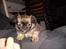 Chihuahua bella