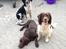 Engelsk springer spaniel Malthe