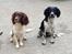 Engelsk springer spaniel Malthe