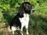 Engelsk springer spaniel Malthe