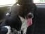 Engelsk springer spaniel Malthe