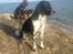 Engelsk springer spaniel Malthe