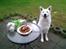 Hvid Schweizisk Hyrdehund MTM Qing Quicksilver