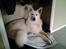 Hvid Schweizisk Hyrdehund MTM Qing Quicksilver