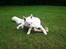 Hvid Schweizisk Hyrdehund MTM Qing Quicksilver
