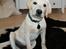 Labrador retriever Django*himmelhund*