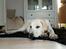 Labrador retriever Django*himmelhund*