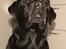 Labrador retriever Cody (Himmelhund) - Har du noget til mig, far?