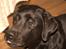 Labrador retriever Cody (Himmelhund) - Cody efter et møde med en flyvende "stikker" - han er helt hævet omkring øjnene!