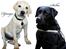 Labrador retriever Django*himmelhund* - redigering: Nastassja Borchmann