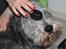 Bearded collie Savoy[Shetlanas Inside Player] - Savoy - canon hunden :D