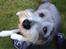 Bearded collie Savoy[Shetlanas Inside Player]