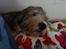 Bearded collie Savoy[Shetlanas Inside Player]