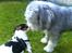 Bearded collie Savoy[Shetlanas Inside Player]