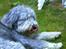 Bearded collie Savoy[Shetlanas Inside Player]
