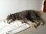 Bearded collie Savoy[Shetlanas Inside Player]